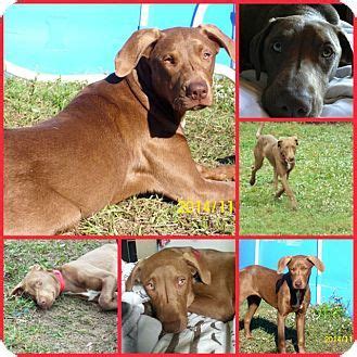 florida labrador retriever mix.